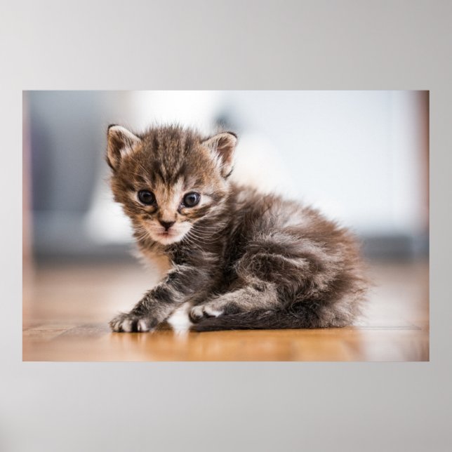 Póster Animales de bebé más afectados | Pequeño Gatito De (Frente)