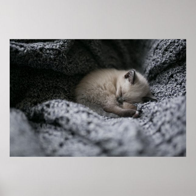 Póster Animales de bebé más afectados | Pequeño Gatito Do (Frente)