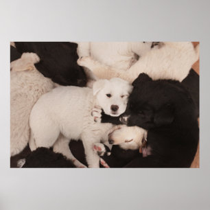 Póster Animales de bebé más afectados   Pila de cachorros
