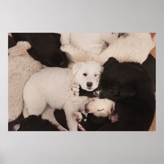 Póster Animales de bebé más afectados | Pila de cachorros (Frente)