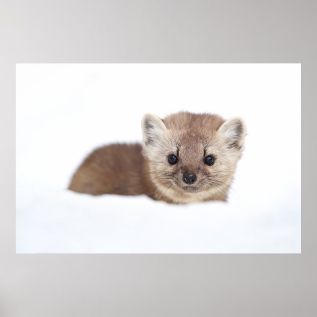 Póster Animales de bebé más afectados | Pine Marten (Frente)