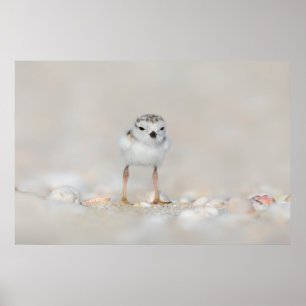 Póster Animales de bebé más afectados   Piping Plover Chi