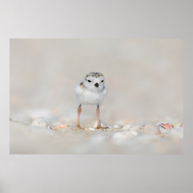 Póster Animales de bebé más afectados | Piping Plover Chi (Frente)