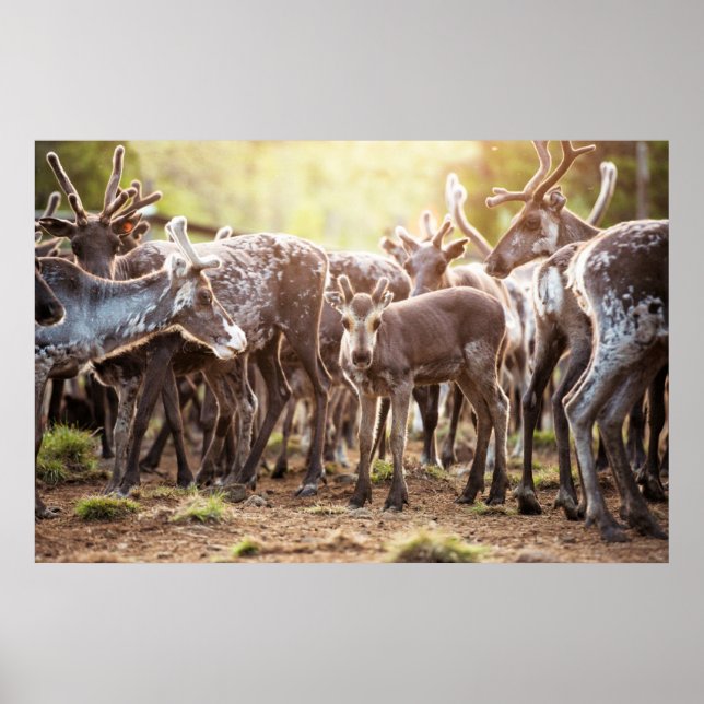 Póster Animales de bebé más afectados | Renos de Svalbard (Frente)