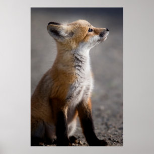 Póster Animales de bebé más afectados   Retrato de Baby F