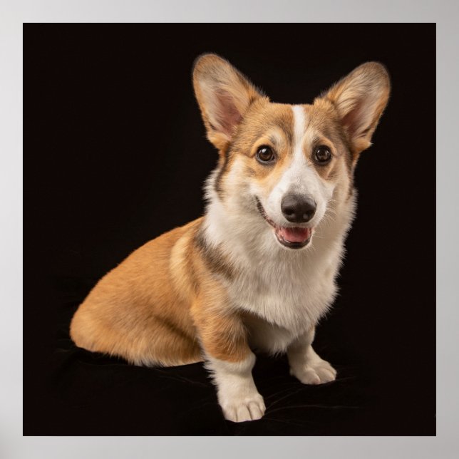 Póster Animales de bebé más afectados | Retrato de Corgi  (Frente)