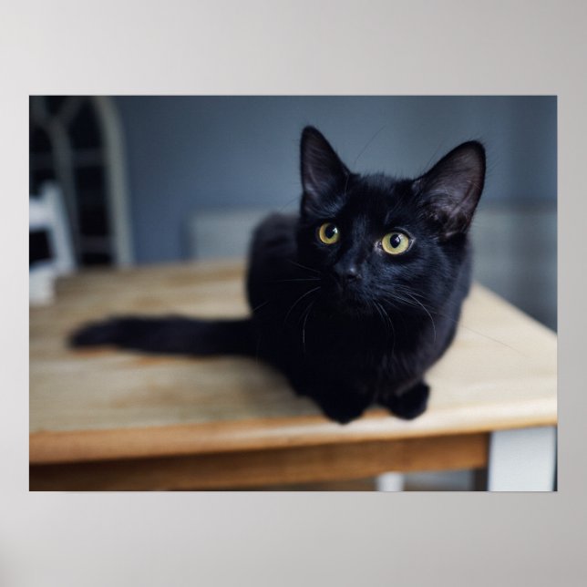 Póster Animales de bebé más afectados | Retrato de un gat (Frente)