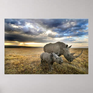 Póster Animales de bebé más afectados   Rinoceronte blanc