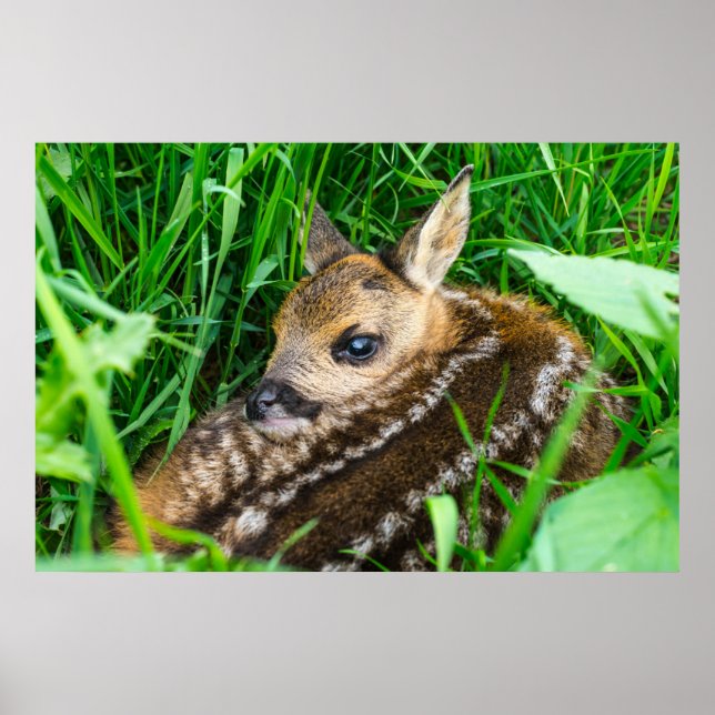 Póster Animales de bebé más afectados | Roe Deer Baby (Frente)