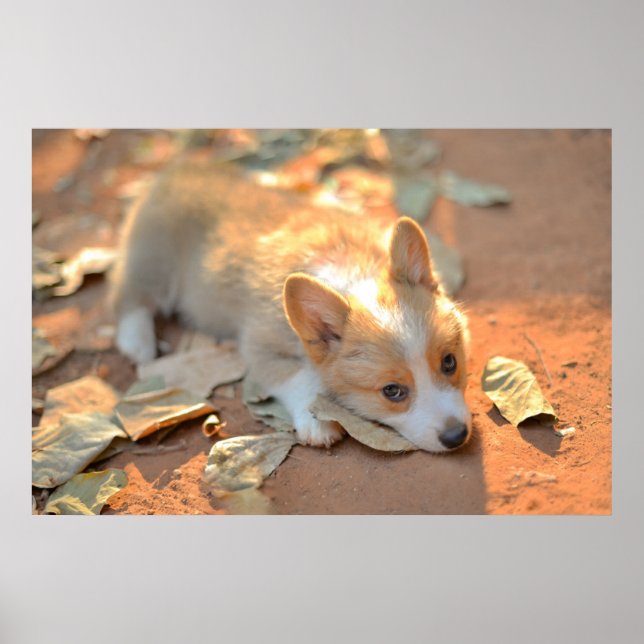 Póster Animales de bebé más afectados | Shy Corgi (Frente)