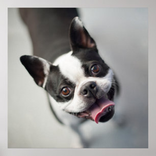 Póster Animales de bebé más afectados Sonrisa en el Bul