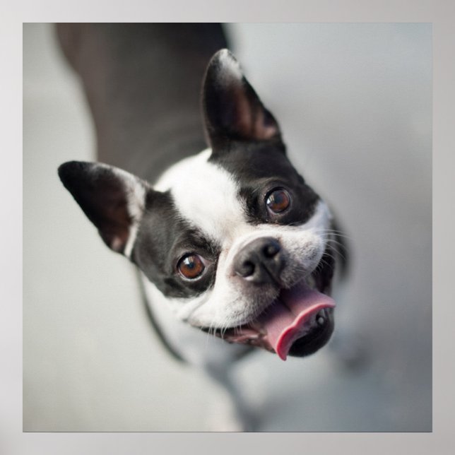 Póster Animales de bebé más afectados | Sonrisa en el Bul (Frente)