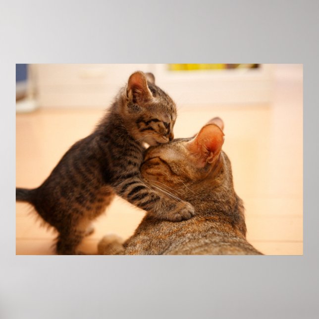 Póster Animales de bebé más afectados | Tabby Kitten Kiss (Frente)