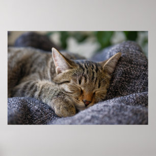 Póster Animales de bebé más afectados   Tabby Kitten Slee