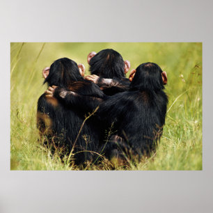 Póster Animales de bebé más afectados Tres chimpancés a