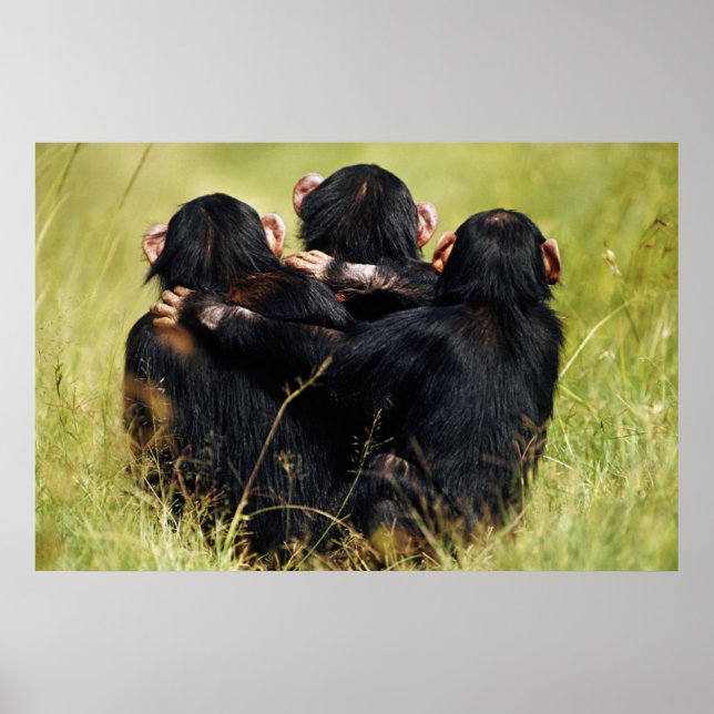 Póster Animales de bebé más afectados | Tres chimpancés a (Frente)