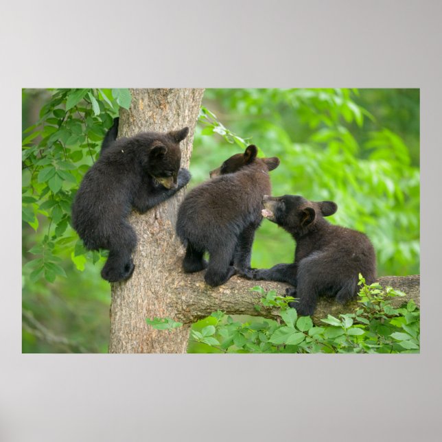 Póster Animales de bebé más afectados | Tres jóvenes osez (Frente)