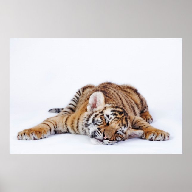 Póster Animales de bebé más afectados | Tubería de tigre  (Frente)
