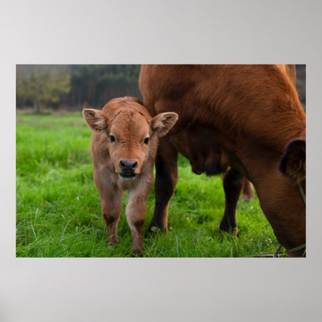 Póster Animales de bebé más afectados | Vaca y ternera (Frente)