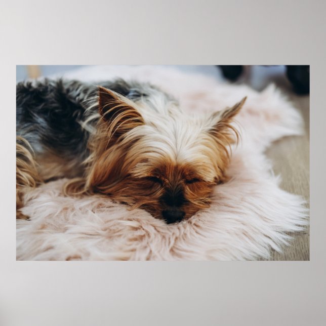 Póster Animales de bebé más afectados | Yorkshire Terrier (Frente)