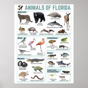 Póster Animales de florida, florida usa lida silvestre