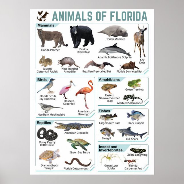 Póster Animales de florida, florida usa lida silvestre (Frente)