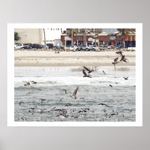 Póster Animales de la fauna de los pájaros del pelícano