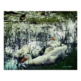 Póster Animales de los Pond Pond Life
