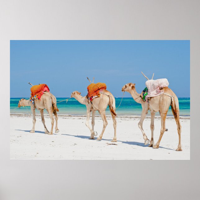 Póster Animales de playa (Three camels walking on a white sand beach with a clear blue sky and turquoise water.)