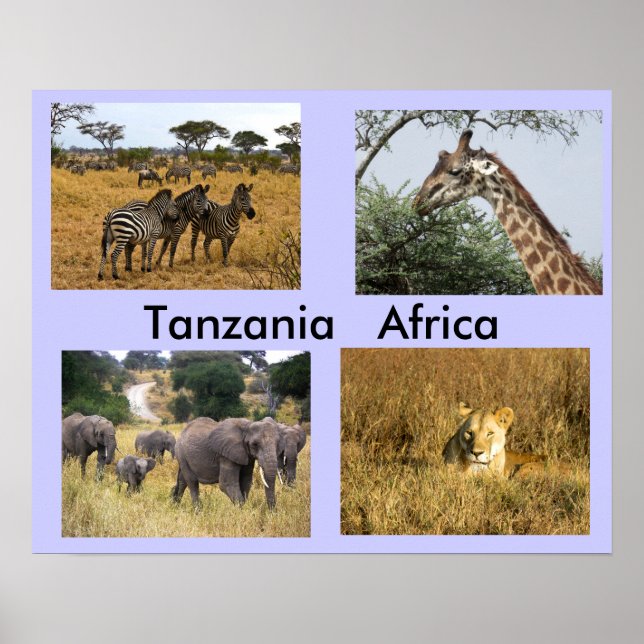Póster Animales de Tanzania África (Frente)