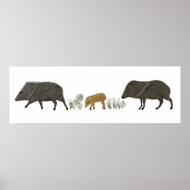 Póster Animales del desierto de la familia Javelina (Frente)