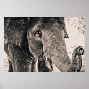 Póster Animales elefantes africanos blancos y negros