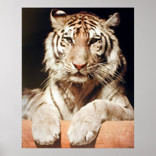 Póster Animales felinos de fauna salvaje de cierre de tig