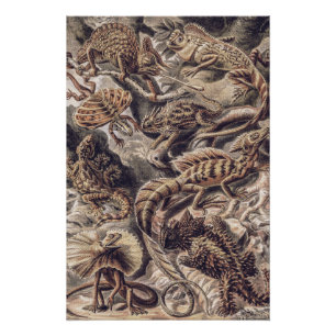 Póster Animales Lagarto Vintage por Ernst Haeckel