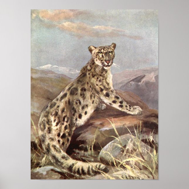 Póster Animales Salvajes Antiguos, Leopardo de las Nieves (Frente)
