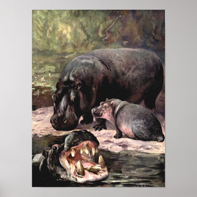 Póster Animales salvajes de época, hipopótamo por cisne C (Frente)