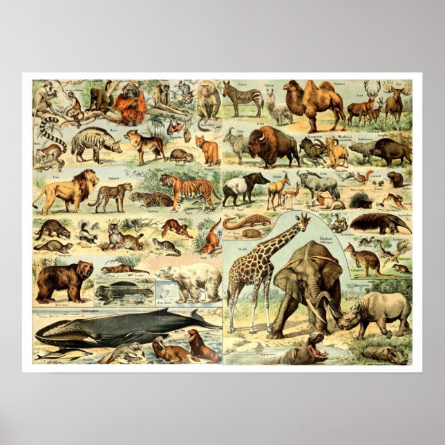 Póster Animales salvajes de época por Adolphe Millot (Frente)