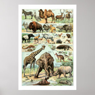 Póster Animales salvajes de la época 1922