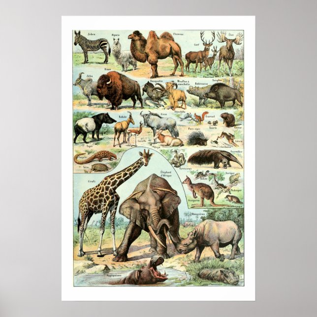 Póster Animales salvajes de la época 1922 (Frente)