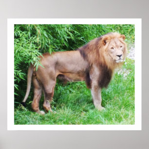 Póster Animales salvajes de león