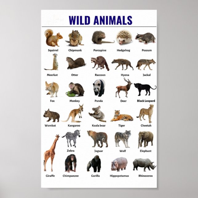 Póster Animales salvajes educativos (Frente)