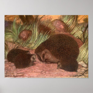 Póster Animales Salvajes Vintage, Erizo by Louis Sargent