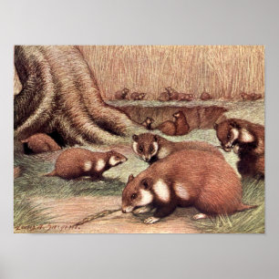 Póster Animales Salvajes Vintage, Hámsters por Louis Sarg