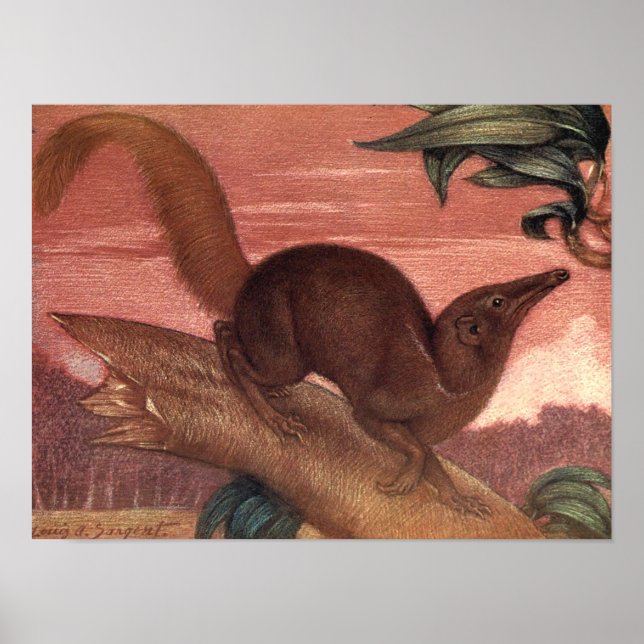 Póster Animales Salvajes Vintage, Treeshrew de Louis Sarg (Frente)