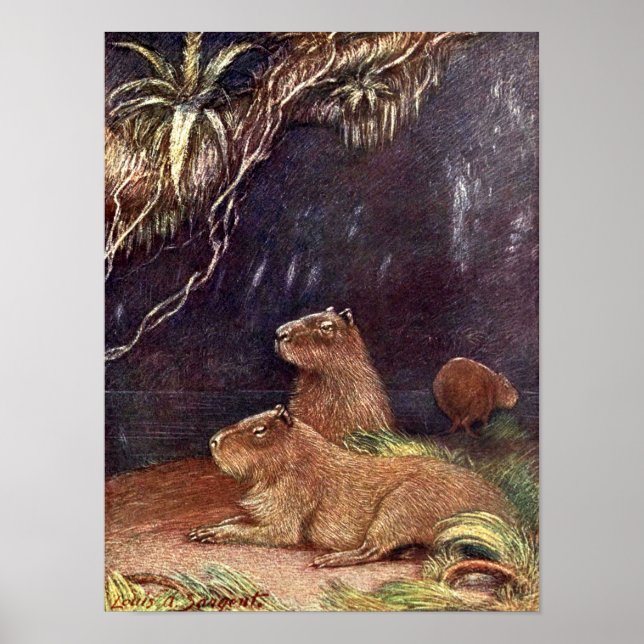 Póster Animales silvestres de época, Capibara por Louis S (Frente)