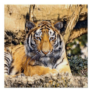 Póster AnimalMix_Tiger_009_by_JAMColors
