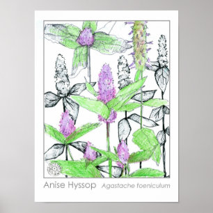 Póster Anise Hyssop Flores Púrpura Hierba Medicinal