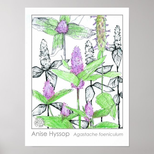 Póster Anise Hyssop Flores Púrpura Hierba Medicinal (Frente)