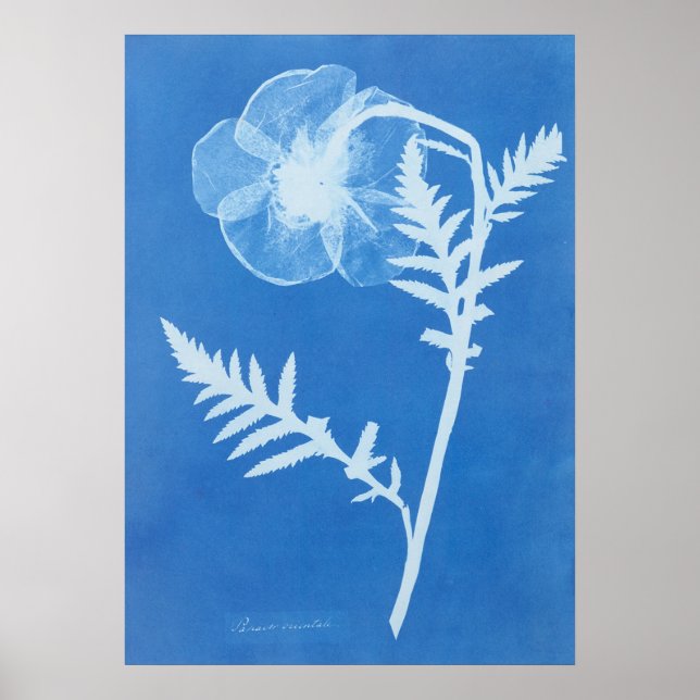 PÓSTER ANNA ATKINS (Frente)