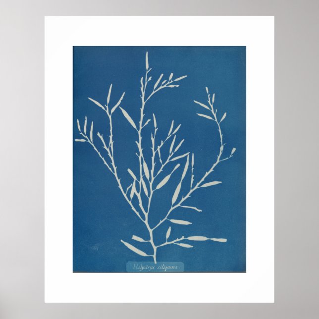 Póster Anna Atkins: Foto de cosecha botánica (Frente)